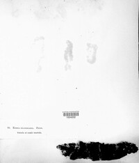 Exidia glandulosa image